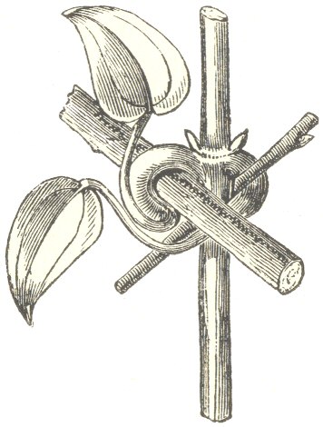Fig. 1.  Clematis glandulosa.  With two young leaves clasping two twigs, with the clasping portions thickened