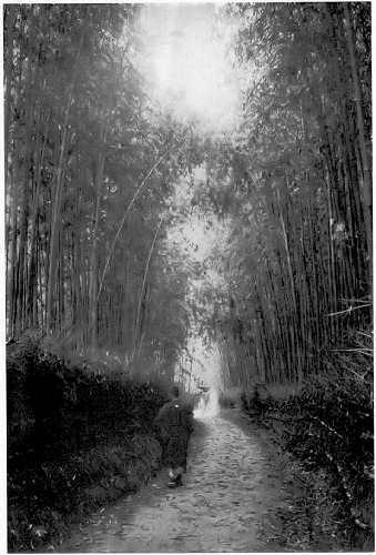 Bamboo Avenue in Kyoto