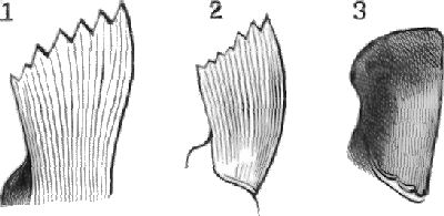 MANDIBLES OF THE HARVESTING-ANT.