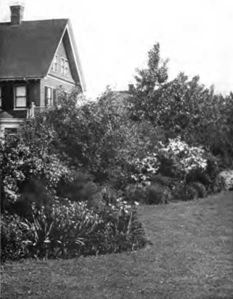 SHRUBS AND PERENNIALS COMBINED IN BORDER