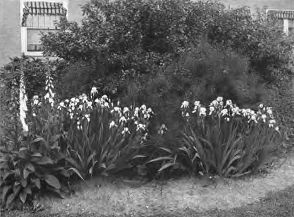 A BIT OF THE BORDER OF PERENNIAL PLANTS