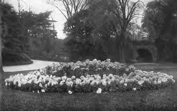 A BED OF ASTERS