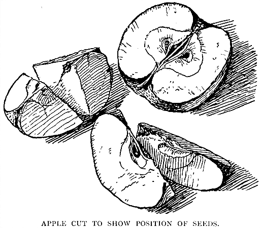 Apple Cut To Show Position Of Seeds.