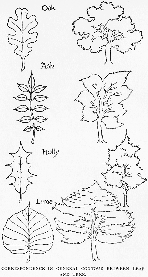 Correspondence in General Contour Between Leaf and Tree.