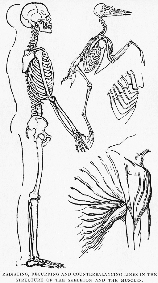 Radiating, Recurring And Counterbalancing Lines In The Structure Of The Skeleton And The Muscles.