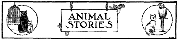 Animal Stories