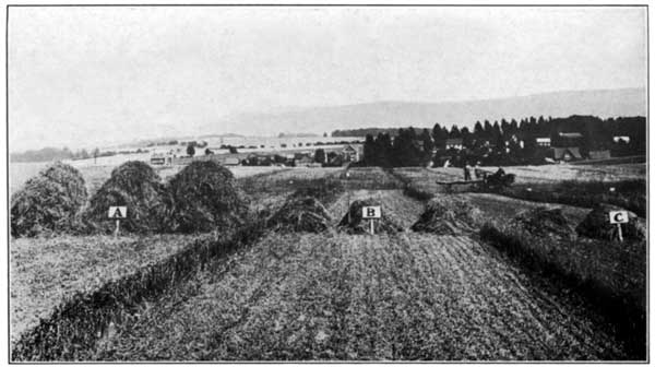 Effect of Excessive Use of Burned Lime Without Manure at the Pennsylvania Experiment Station