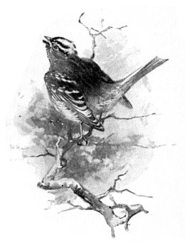 White-Crowned Sparrow