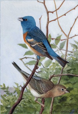 Lazuli Bunting