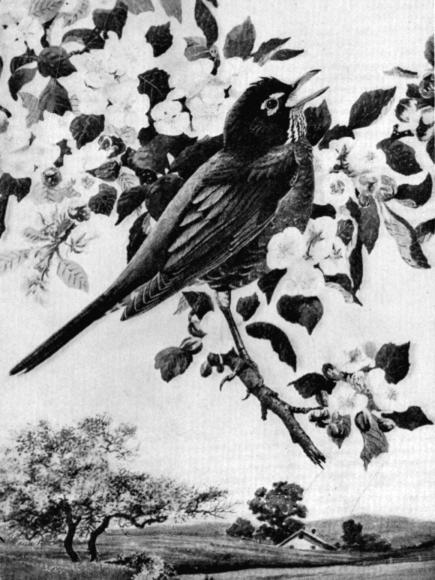 FIG. 2. (ROBIN)