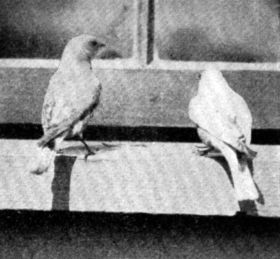 FIG. 59. BLUEBIRDS ATTRACTED TO THE WINDOW SILL BY MEAL WORMS.