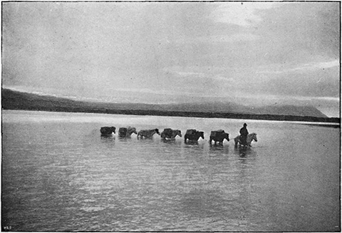 PONIES FORDING A RIVER.