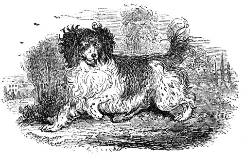 SPANIEL.