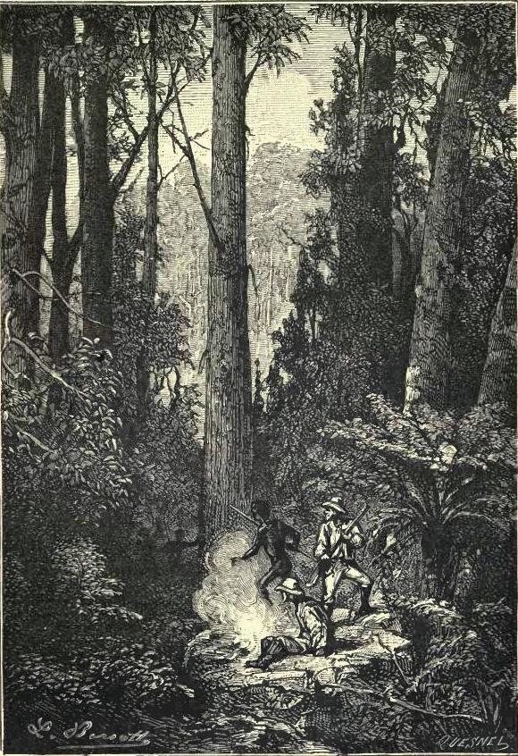 Eucalyptus forest of Jervis Bay