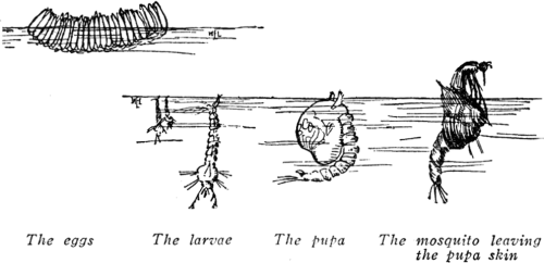 Fig. 10