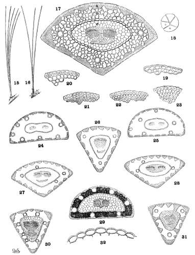 PLATE II. SECONDARY LEAVES