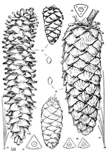 PLATE IX. P. FLEXILIS (93-95), ARMANDI (96-99)