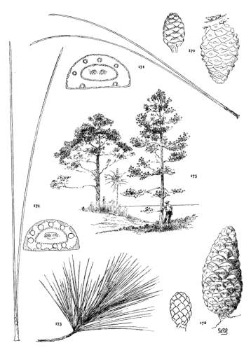 PLATE XIX. P. RESINOSA (170, 171), TROPICALIS (172-175)