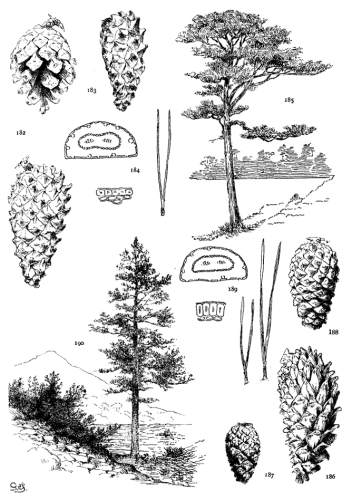 PLATE XXI. P. SYLVESTRIS (182-185), MONTANA (186-190)