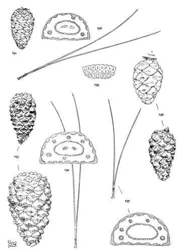 PLATE XXII. P. LUCHUENSIS (191, 192), NIGRA (193-195), THUNBERGII (196, 197)