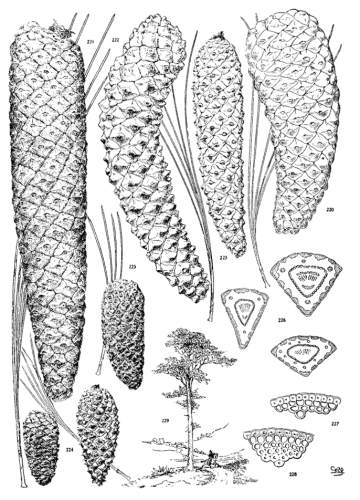 PLATE XXV. PINUS MONTEZUMAE