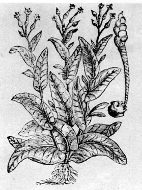 The mild species of tobacco which Rolfe imported from the West Indies.