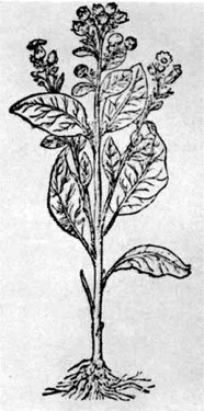 The harsh species of tobacco which Rolfe found the Indians cultivating.