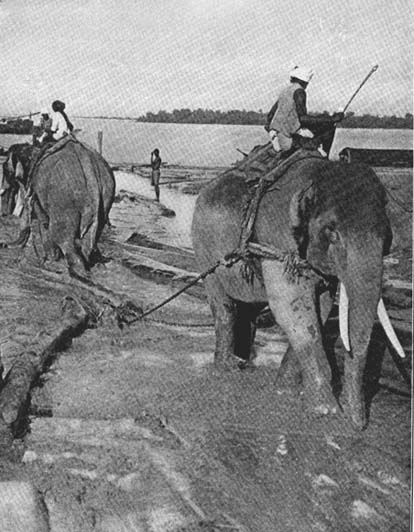 Elephants at Work From a photograph copyrighted by the Keystone View Co.