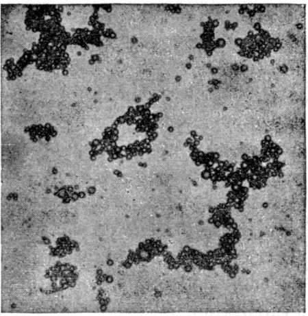 Fig. 22. Microscopic appearance of normal milk showing the fat-globules aggregated in clusters.