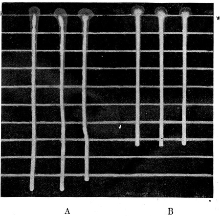 Fig. 29. Relative consistency of pasteurized cream before (A) and after (B) treatment with viscogen as shown by rate of flow down inclined glass plate.