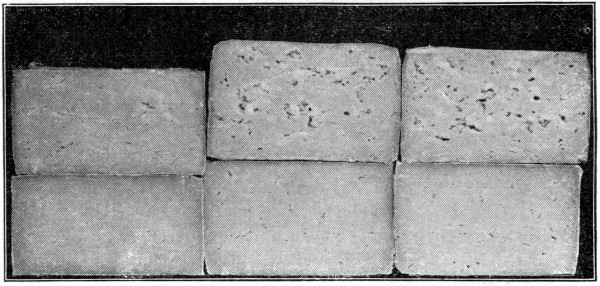 Fig. 31. Influence of curing temperature on texture of cheese. Upper row ripened eight months at 60° F.; lower row at 40° F.