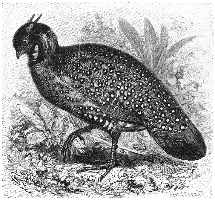 Saterhoen (Ceratornis satyra). ⅕ v. d. ware grootte.