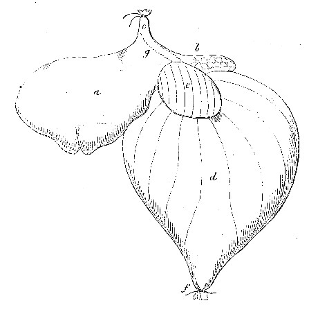 Outline of the Stomach of a Calf about a fortnight old.