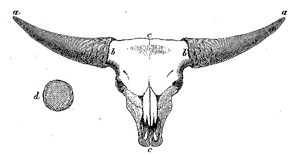 Skull of Domestic Gayal, viewed in front, with Section of Horn.