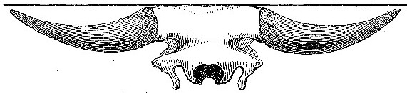 Occipital view of the same Skull.