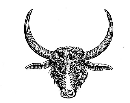 Head of Manilla Buffalo—female.