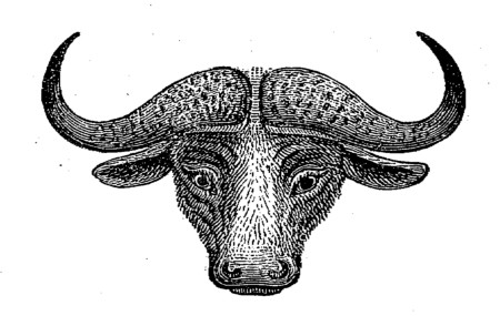 Head of Cape Buffalo.