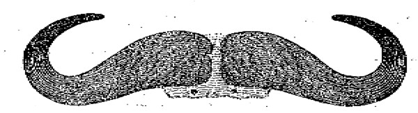 Occipital View of Horns of Bos Caffer, from a Specimen in the Zoological Society's Museum.