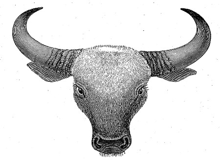 Head of Gaur, from the stuffed Specimen in the British Museum.