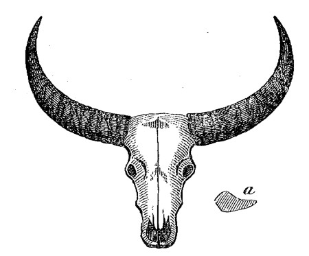 (1).—Horns of young Arnee—Scale of Half an Inch to a Foot.