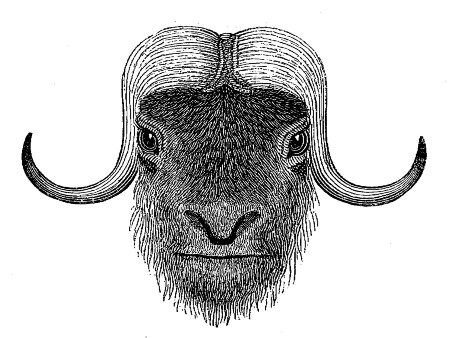 Head of Musk Ox.