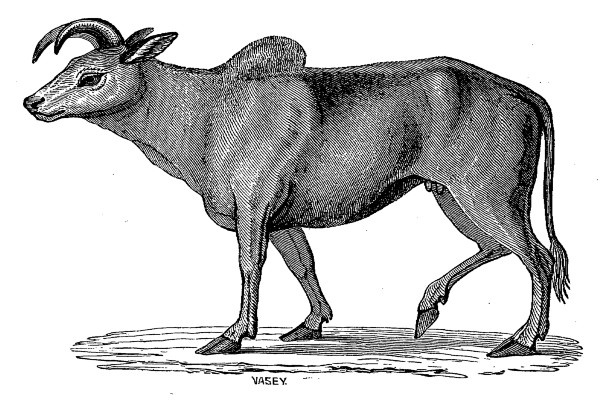 THE ZEBU.—(Var. β.)