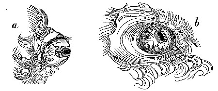 Fig. 1. Eyes of African Bull.