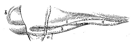 Fig. 3. Dewlap of African Bull.