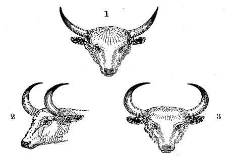 1. Head of the perfect animal. 2, 3. Heads of the emasculated animal.