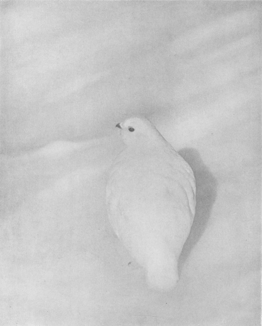 PTARMIGAN IN WINTER, By Clark Blickensderfer, Denver, Colo.