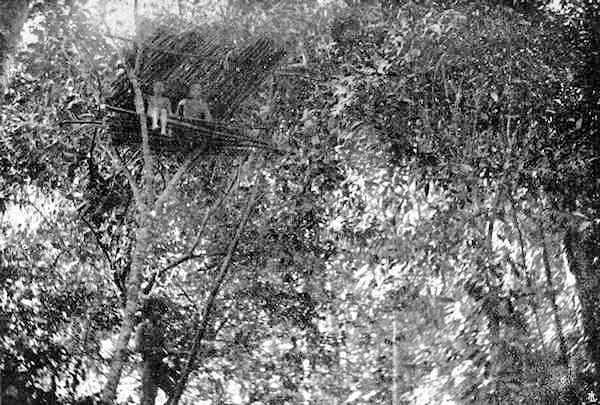 A shooting box in a tree