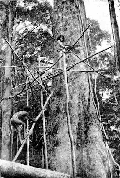 A tree being felled