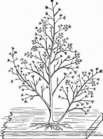 Fig. 2.—Bougainvillea fruticosa; natural size. (After Allman.)