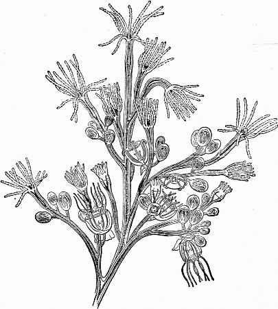 Fig. 3.—Bougainvillea fruticosa; magnified to show development.